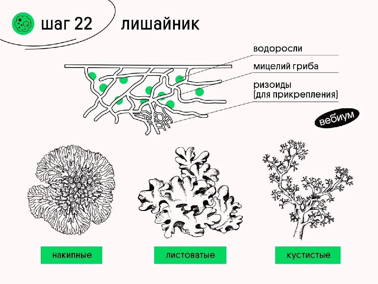 Лишайник животное растение выпадающий признак. Строение слоевища лишайника. Лишайники накипные листоватые кустистые схема. Строение кустистого лишайника. Лишайники размножение схема.