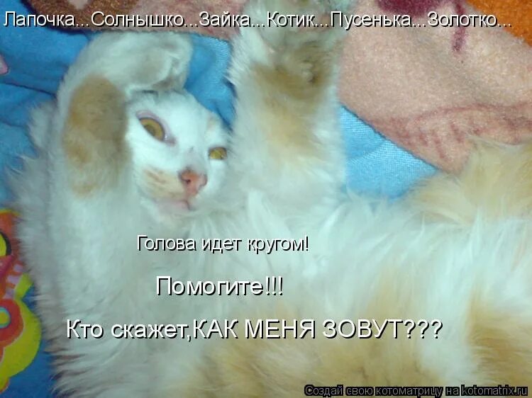 называй меня зайкой песня котенок. называй меня зайкой песня котенок. милые котятки. кот ест траву. зайка поёт песни.