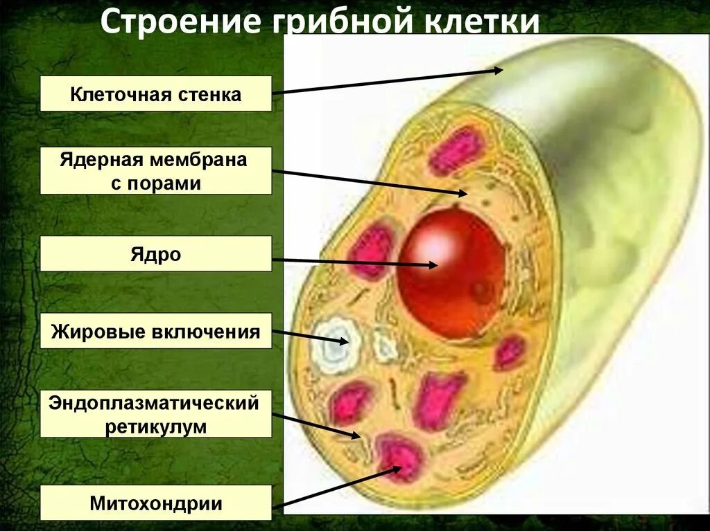 Строение клетки гриба 5 класс биология. Царство грибы строение грибной клетки. Подпишите органоиды растительной клетки гриба. Клетки 5 кл биология клетки грибов. В клетках грибов есть ядро