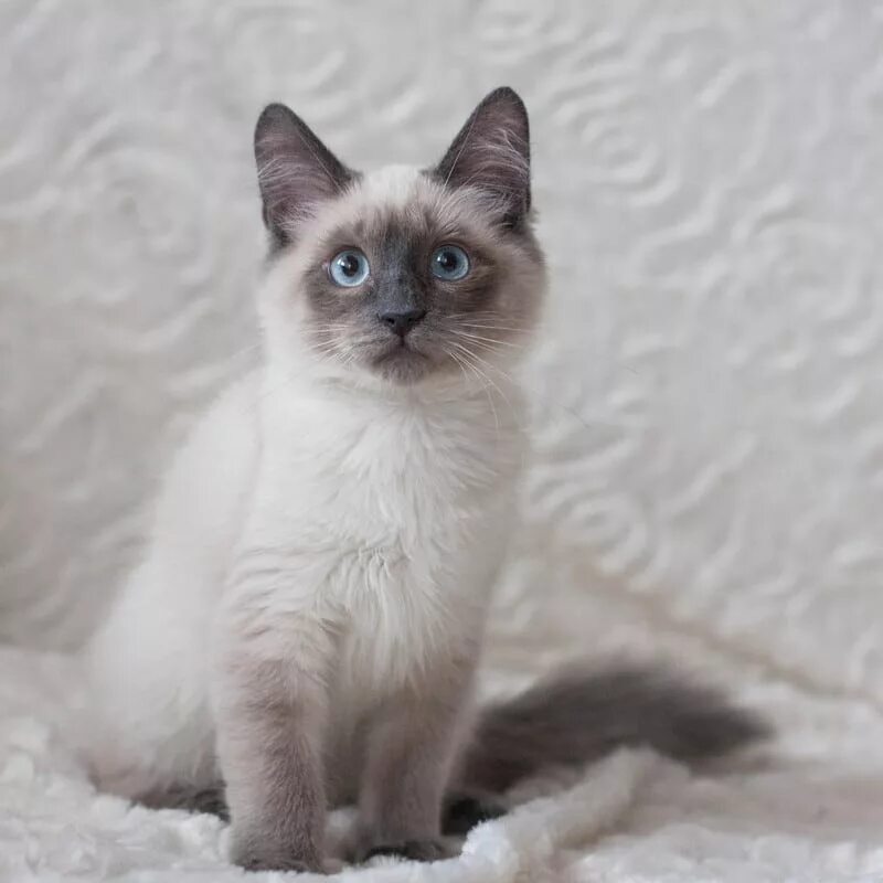 Породы сиамского окраса. Сиамская кошка Блю-Пойнт. Тайский кот Блю Пойнт. Тайская кошка Блю Пойнт. Тайская кошка колор Пойнт.