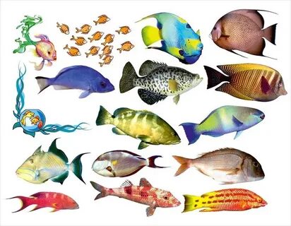 Types of Aquarium Fish: Yandex Görsel'de 1 bin görsel bulundu