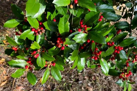 Ilex by