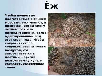 Приспособление ежа