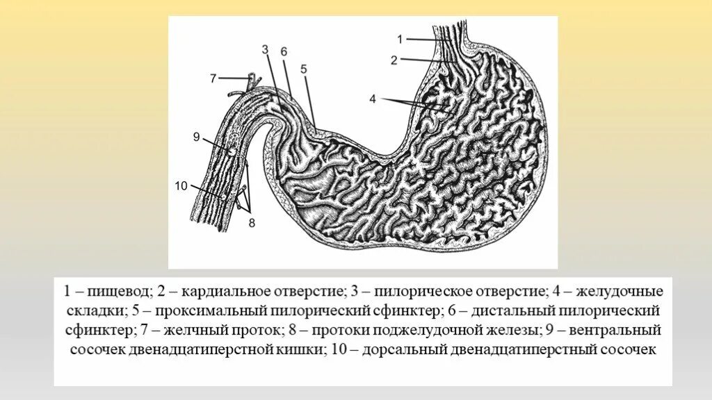 Пилорический отдел желудка препарат. Пилорический отдел гистология. Пилорический отдел желудка гистология препарат. Кардиальный отдел желудка гистология. 2 пищевод