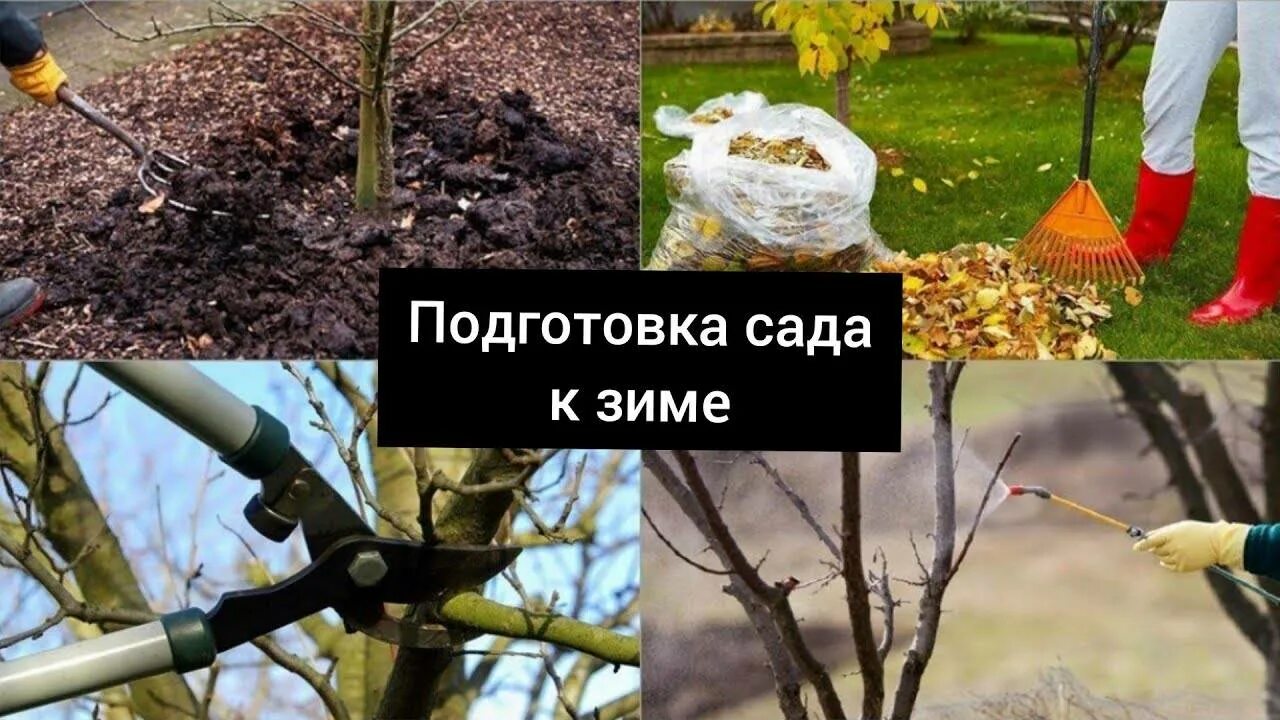 Нужно ли подкармливать деревья осенью. Мульчирование приствольного круга яблони корой. Рыхление приствольного круга. Нужно ли подкармливать деревья осенью. Удобрение для деревьев.