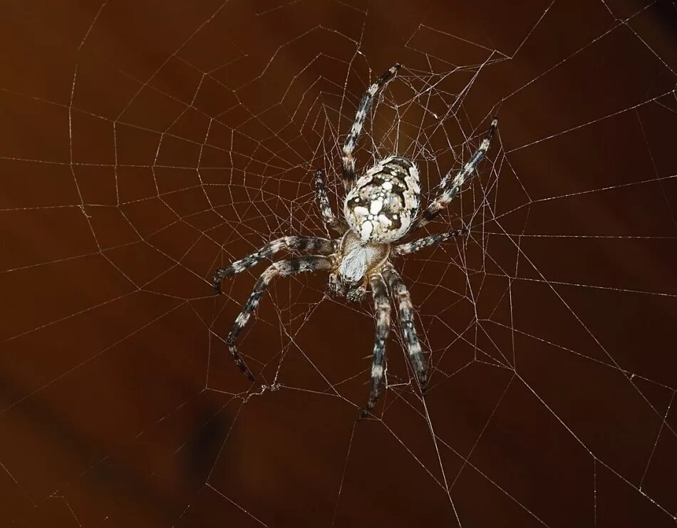 Паук год выпуска. Паук крестовик белый. araneus diadematus - крестовик. паук коричневый крестовик. паук крестовик серый.
