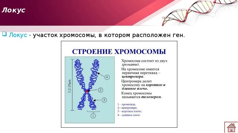 Геном называют. Локусы хромосом. Состав хромосом. Строение хромосомы генетика. Структура хромосом.