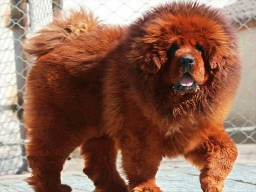 Самая большая цена. Тибетский мастиф с овчаркой. Огненный тибетский мастиф. Собака породы тибетский мастиф самый большой. Собака рыжий тибетский мастиф.