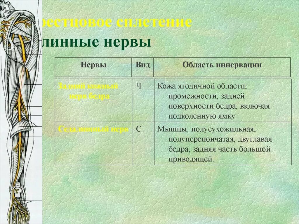 Сплетение нервов это. В периферическую нервную систему не включают. типы периферических нервов. вегетативные нервные сплетения таблица. периферический нерв.
