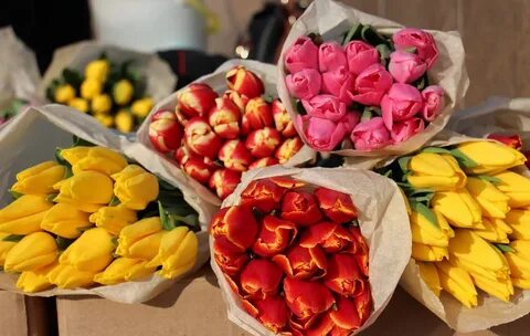 Срез тюльпанов