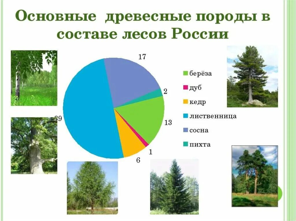 Эта природная зона занимает более половины территории. Главные лесообразующие породы. Лесообразующие породы России. Основные древесные породы в составе лесов России. Основные лесообразующие породы России.