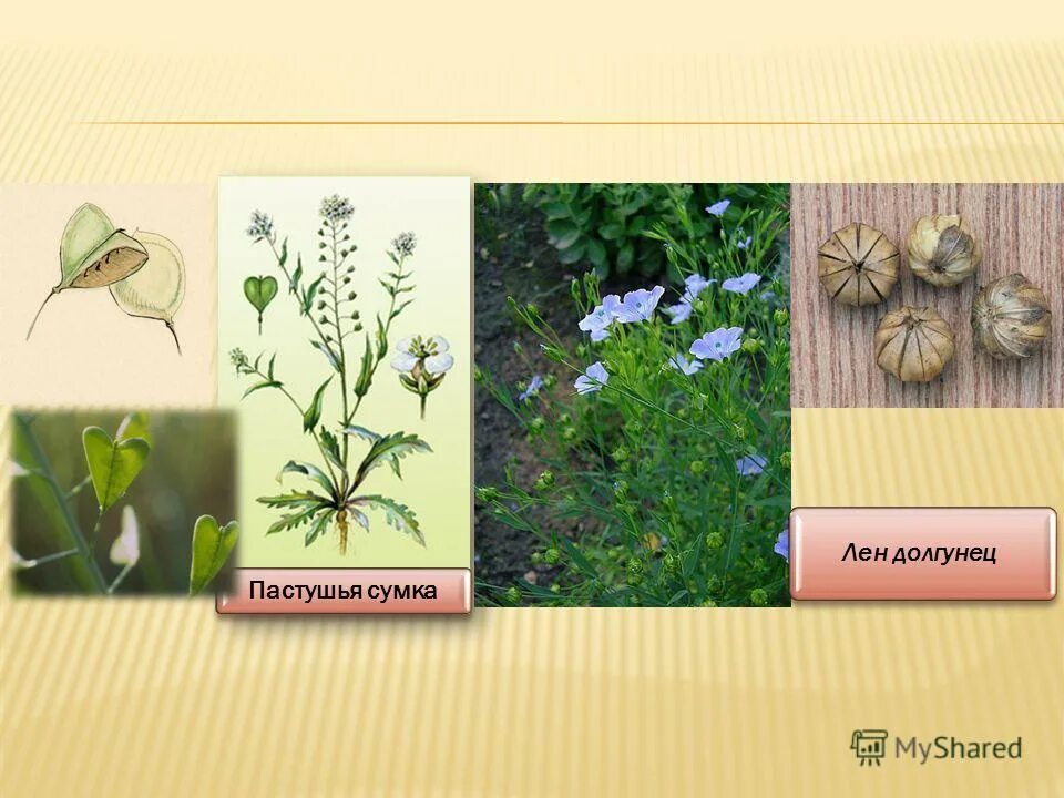 лен-долгунец зерновая культура. лен прядильная культура. лен долгунец межеумок кудряш. лен межеумок. лен-долгунец факторы.