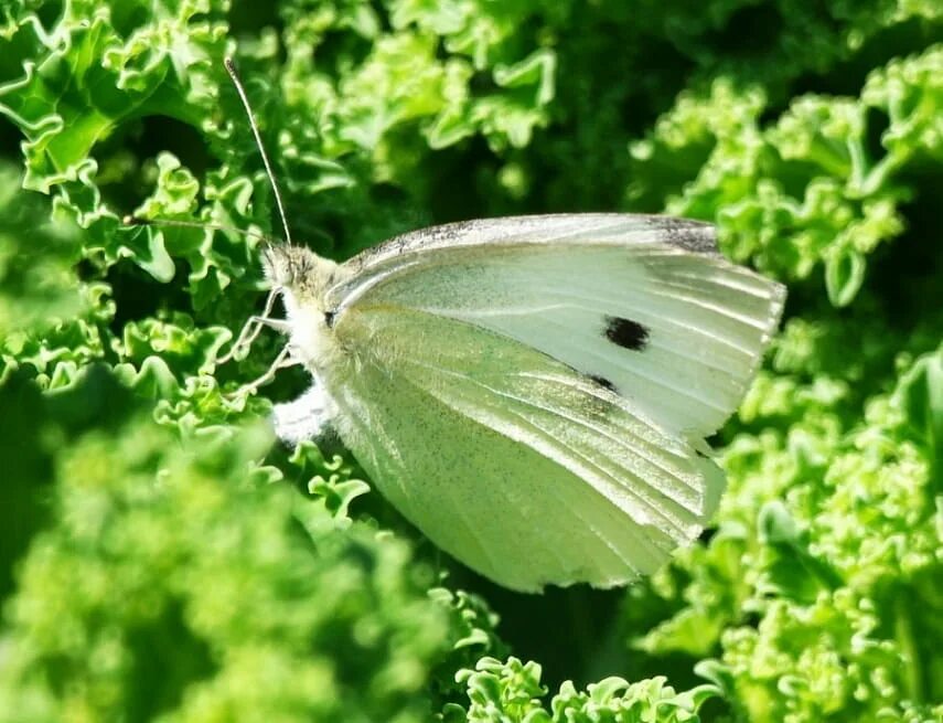 Капустная белянка. Капусная Беленка капуста. Pieris brassicae гусеница. Капустная Белянка олигофаг.