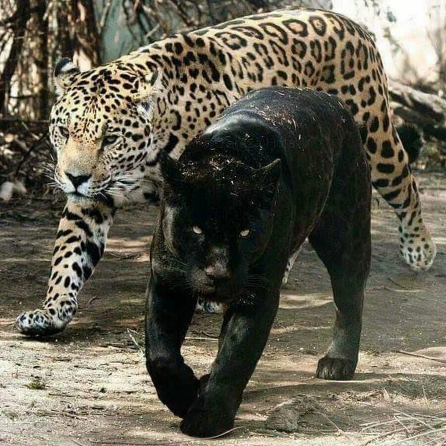 Гепард леопард Ягуар Пума пантера. Лев тигр леопард Ягуар. Гепард леопард Ягуар. Леопард Ягуар пантера.