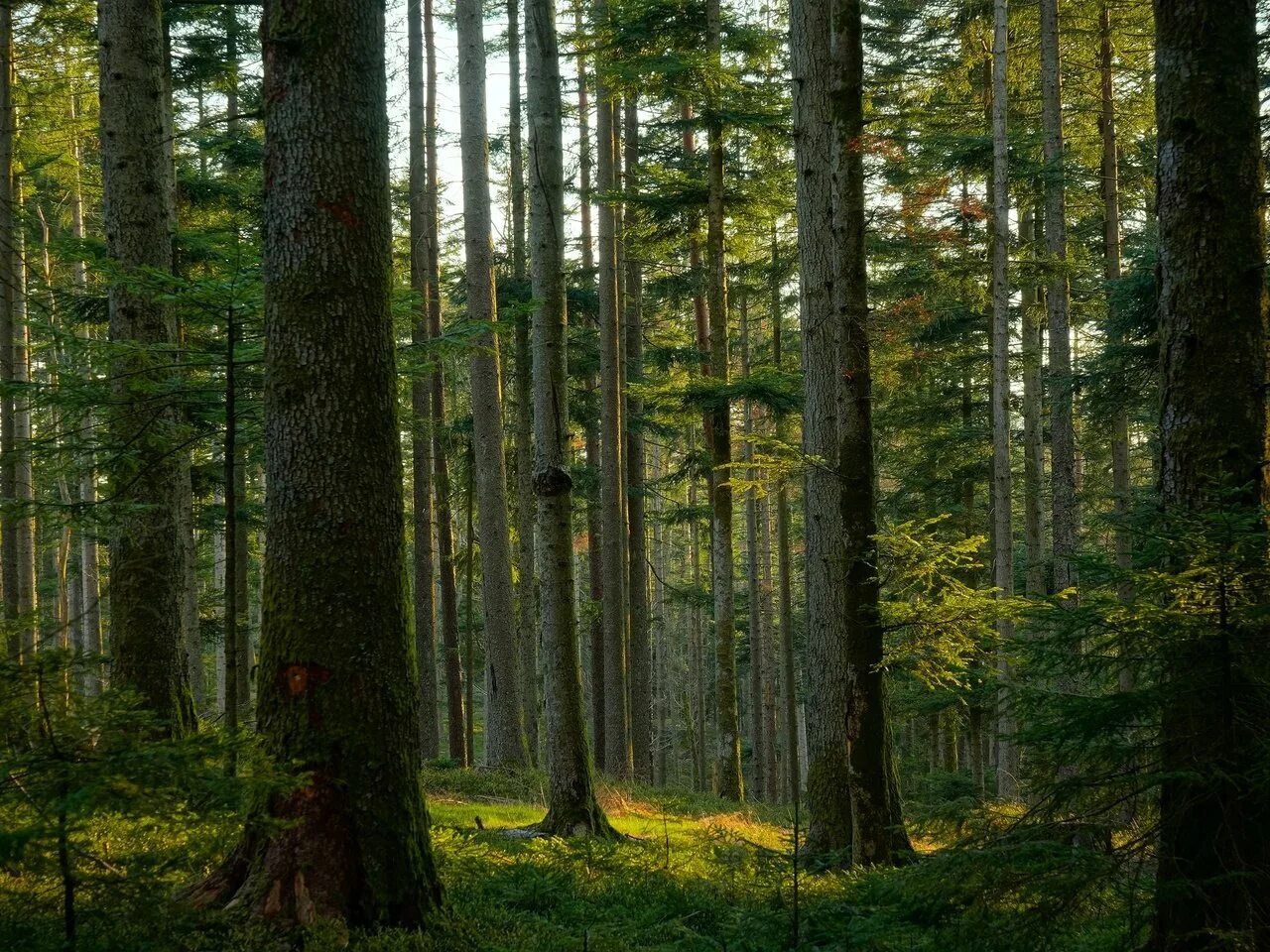 Какой лес самый богатый