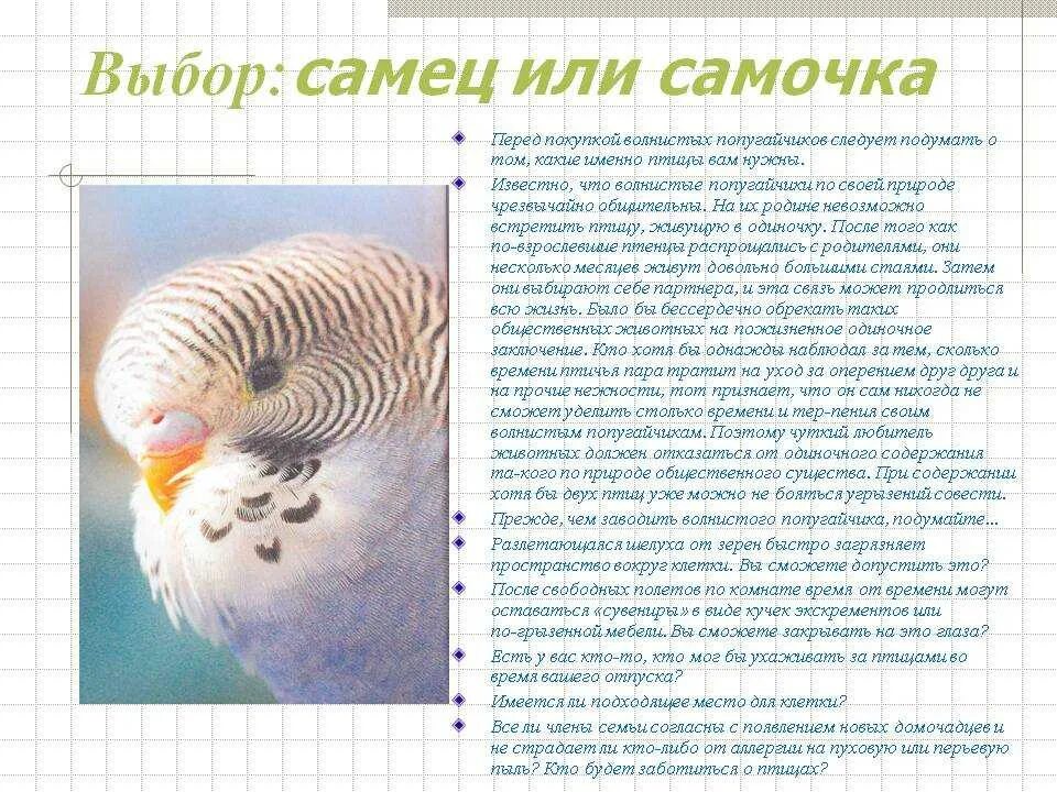 Сколько лет попугаю по человеческим