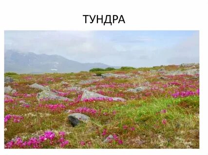 Аптека тундра