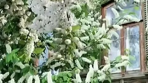 Песня под окнами сад