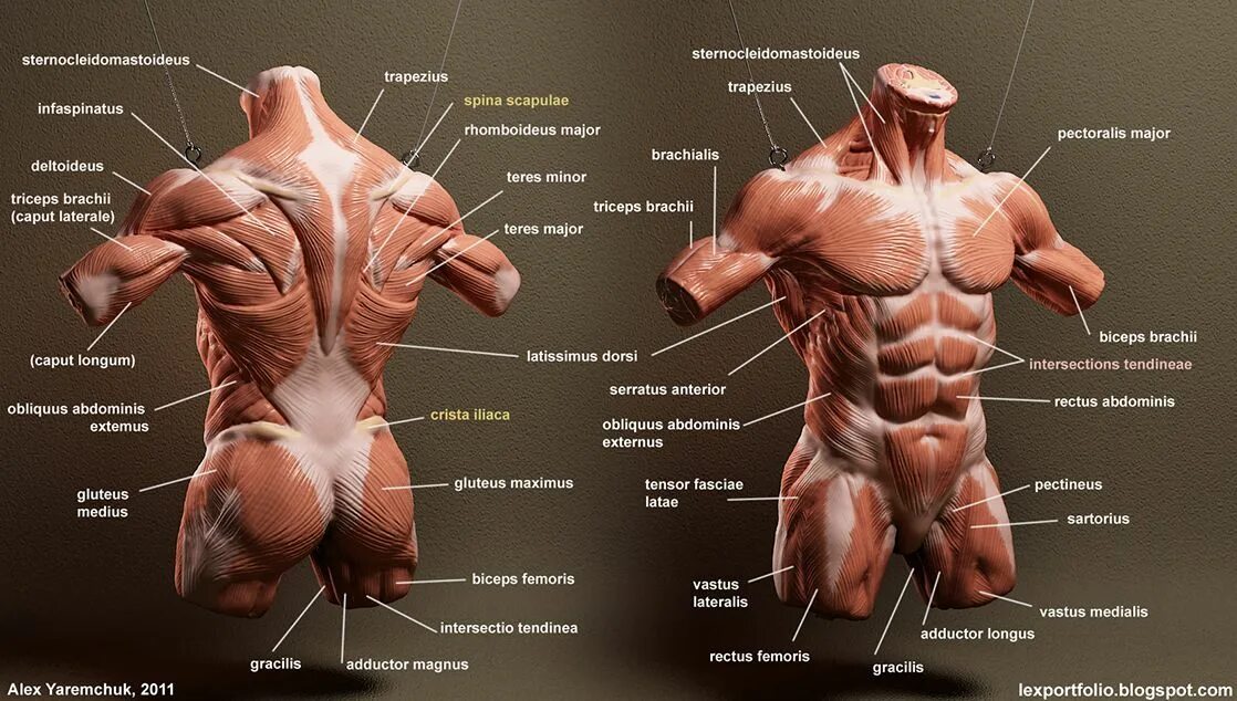 Анатомия мышечного строения человека. Мышцы туловища человека анатомия. Мышцы спины бодибилдинг анатомия. Мышцы тела мужчины анатомия.