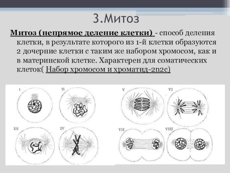 Деление клетки митоз. Митоз Непрямое деление клетки. Фазы митоза биология 10 класс. Деление клетки митоз схема. Биология митоз митоз 10 класс.