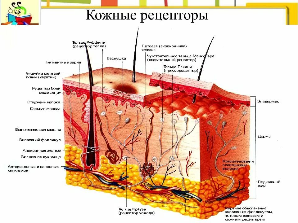 Функция холодовых рецепторов кожи. Рецепторы кожного анализатора. Кожный анализатор строение. Кожный анализатор строение рецепторов. Рецепторы кожного анализатора физиология.