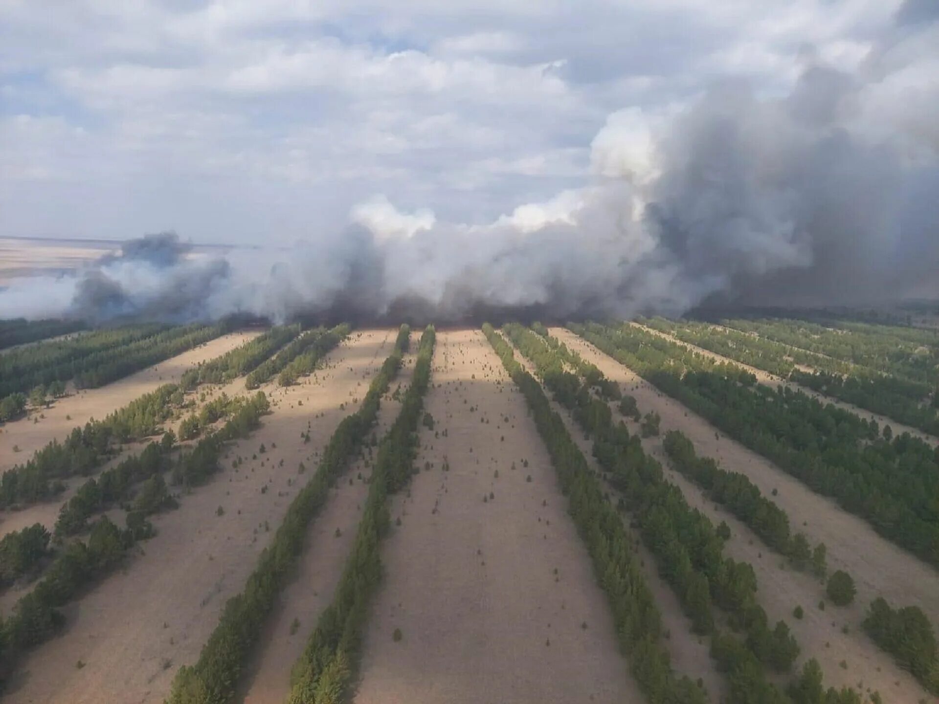 Триста гектаров. Триста гектаров. Триста гектаров. Лесные и торфяные пожары. Национальный центр по борьбе с саранчой (nlcc) пакистан.
