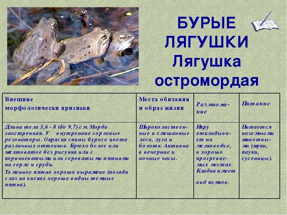 Приспособление лягушки к жизни. Строение остромордой лягушки. Морфологический критерий лягушки. Вид адаптации лягушки. Критерии лягушки.