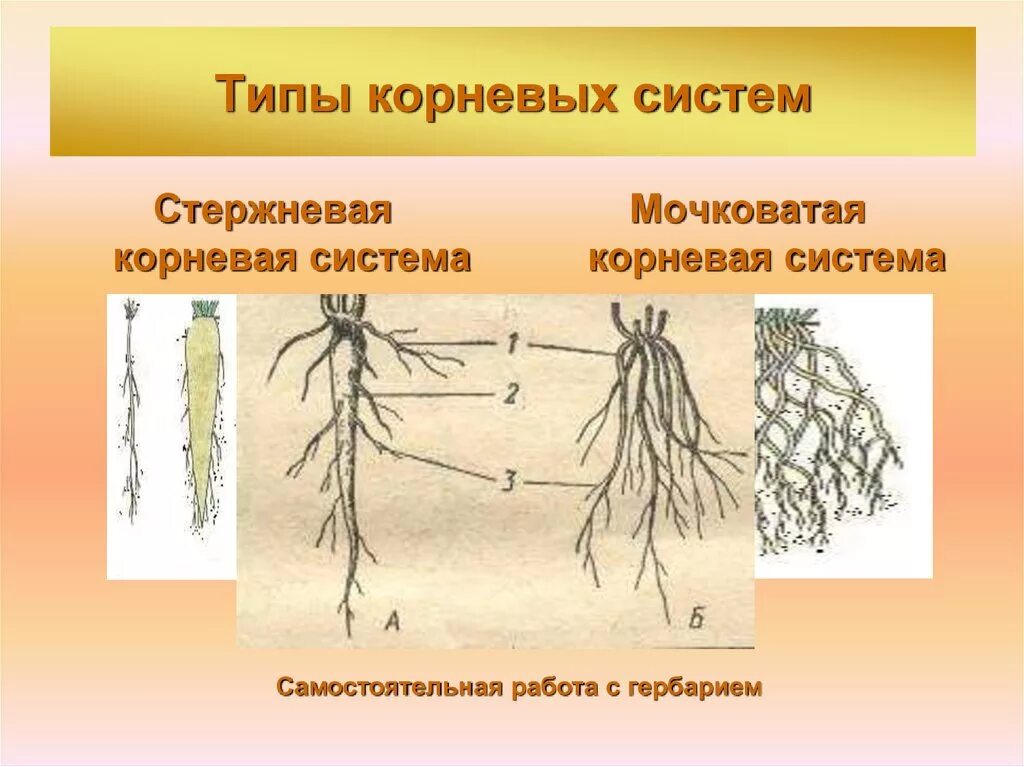 Стержневая корневая система состоит из. Строение мочковатой корневой. Типы корневых систем стержневая и мочковатая. Схема мочковатой корневой системы. Строение корня мочковатая и стержневая.