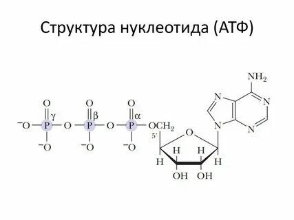 3 строение атф
