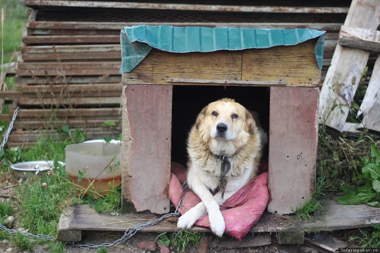В императорском саду живет собака 11. Собака с конурой. Домики для бездомных животных. Будки для бездомных животных. Домики для бездомных собак.