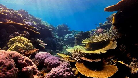 Press release: Reef-World reports groundbreaking action to save our coral r...
