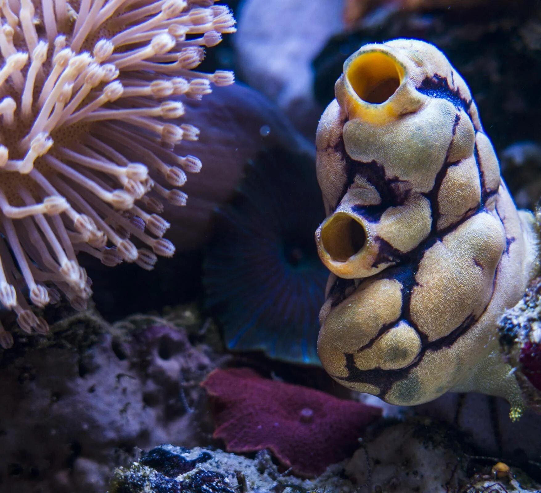 Образ жизни асцидии. Оболочники асцидии. хордовые асцидии. асцидии японского моря. оболочники хордовые.