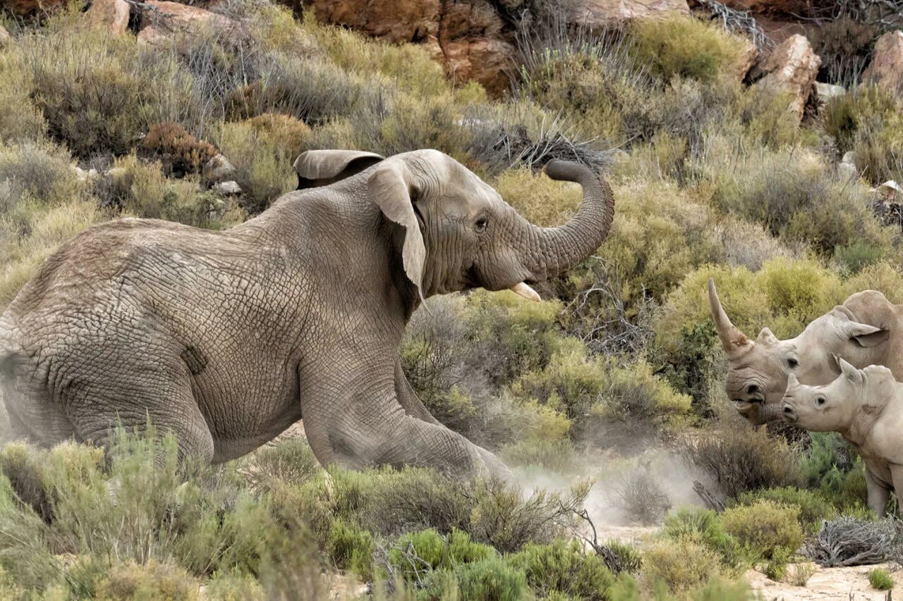 Elephant rhino. Черный носорог против слона. Тунис-схватка носорога. Bhutan 1993 Elephant Rhino Tiger 300.