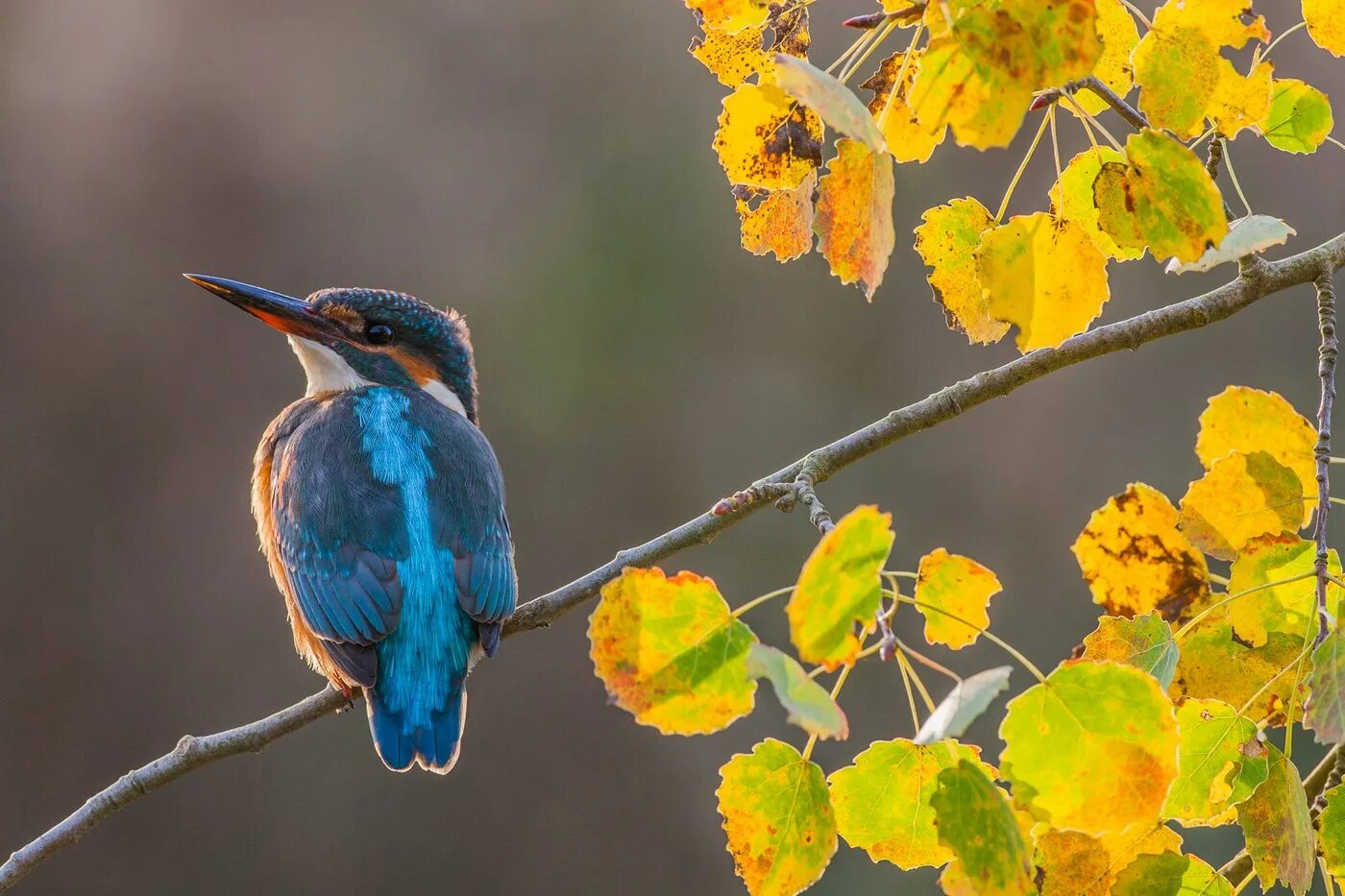 Autumn birds. Птицы осенью. Птицы картинки. Птица на ветке. Красивые осенние птицы.