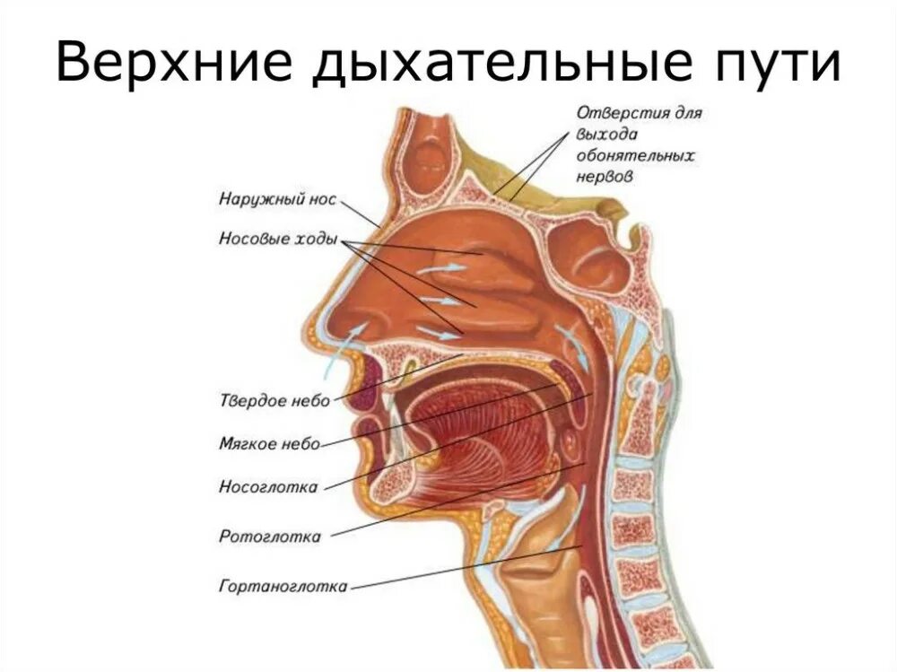 Схема строения верхних дыхательных путей. Нос носоглотка ротоглотка. Дыхательная система человека носоглотка. Дыхательная система человека ротовая полость.