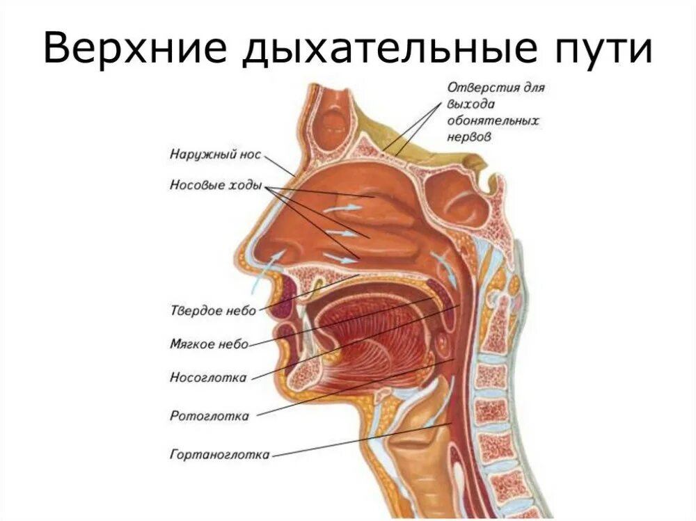 Полость носа и гортань. Схема строения верхних дыхательных путей. Нос носоглотка ротоглотка. Дыхательная система человека носоглотка. Дыхательная система человека ротовая полость.