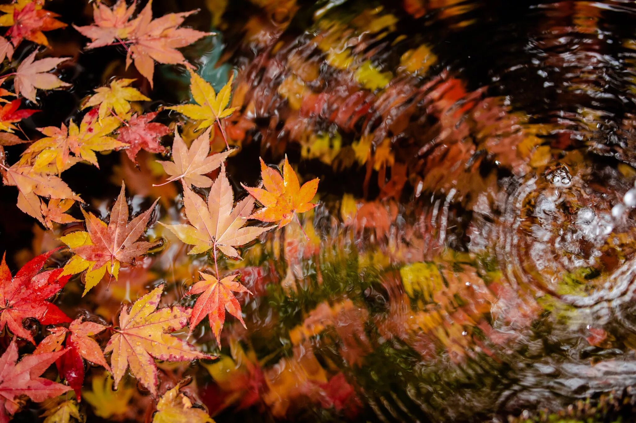 Падающие листья в воду. Осенние листья на воде. Листья в воде осень. Осенняя листва на воде. Осенние листья живые.