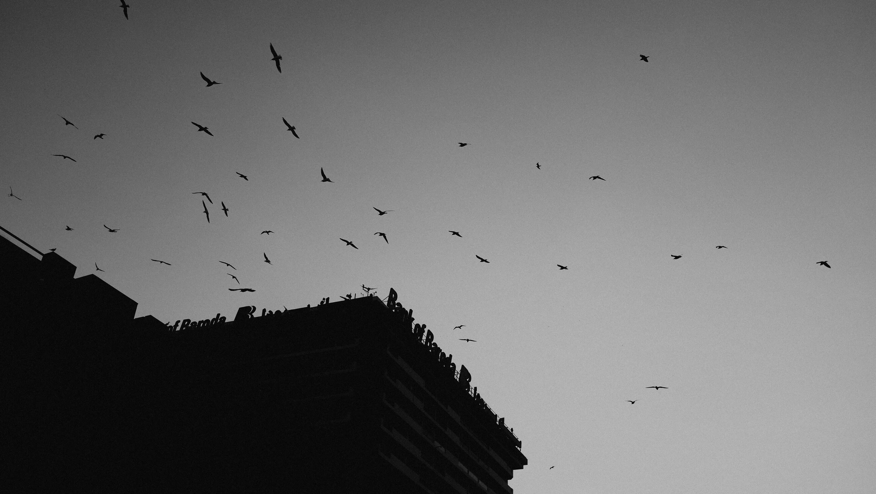 Белые птицы кружат над крышами слушать. Птицы в небе. Черные птицы в небе. Птицы в небе чб. Черные птицы Эстетика.
