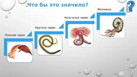 Плоские круглые кольчатые черви и моллюски