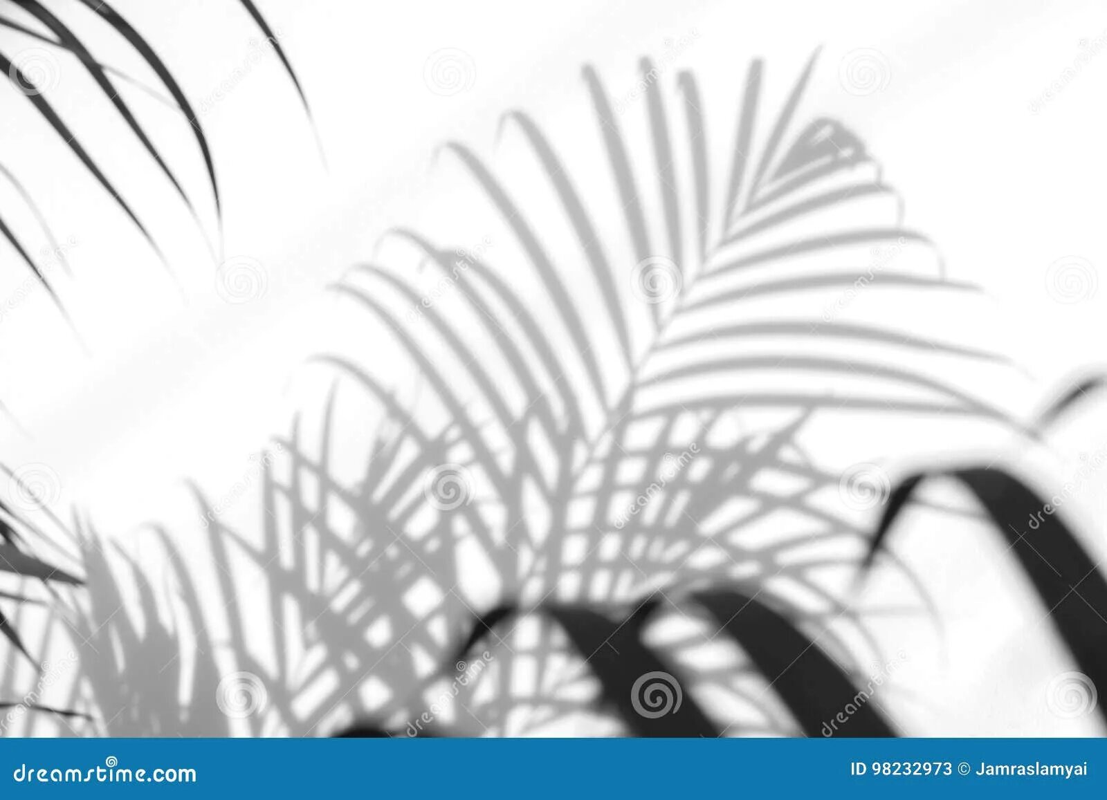 Абстрактный фон тени пальмовых листьев. Тень пальмы. Фон тень пальмы. Тень пальмы на белом фоне. Тени от пальм текст