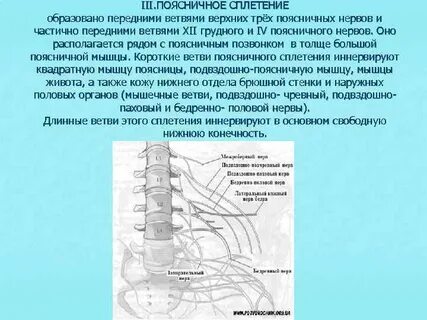 Поясничные ветви