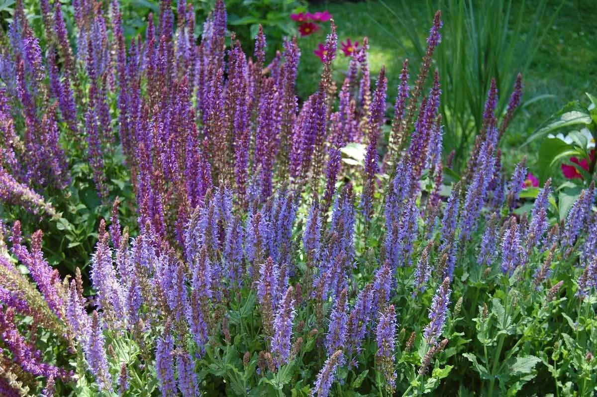 Шалфей луговой фото. Шалфей кубанец. Шалфей в сибири. Шалфей луговой (salvia pratensis). Шалфей дубравный остфрисланд.