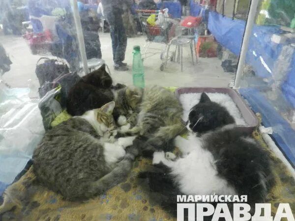 Выставка кошек йошкар ола. Выставка кошек Сургут. Выставка кошек в Йошкар-Оле 2022. Выставка кошек в Сургуте 2022 осень.