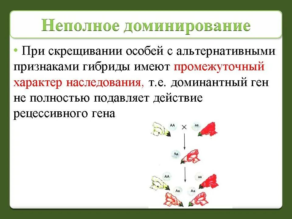 Промежуточный характер наследования неполное доминирование. Неполное доминирование. Неполное доминирование аллелей. Неполное доминирование примеры. Промежуточное проявление признака неполное доминирование