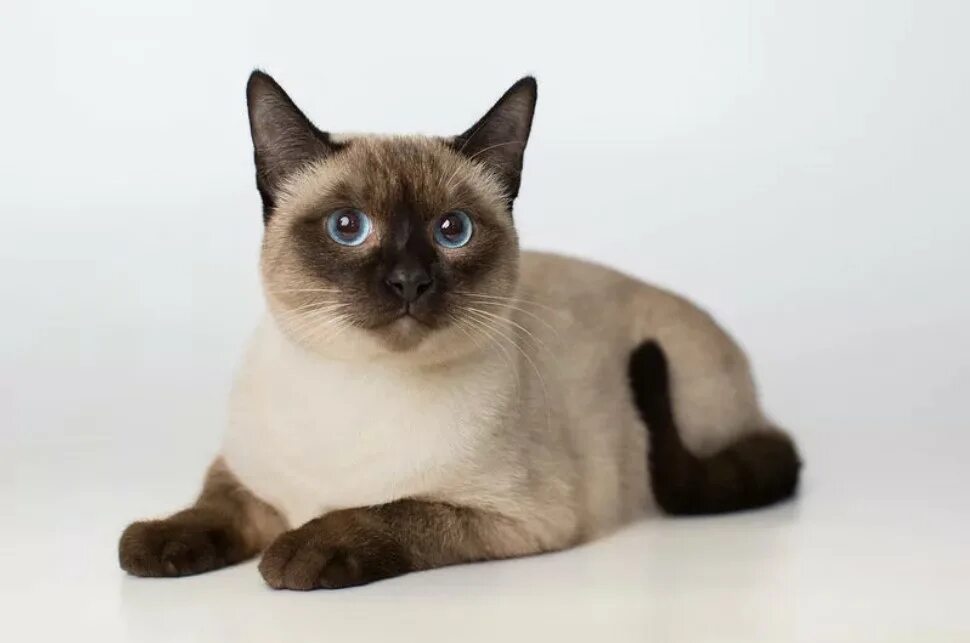 описание тайской породы. тайская кошка. тайская кошка блю пойнт. сиамская и тайская. тайская кошка колор пойнт.