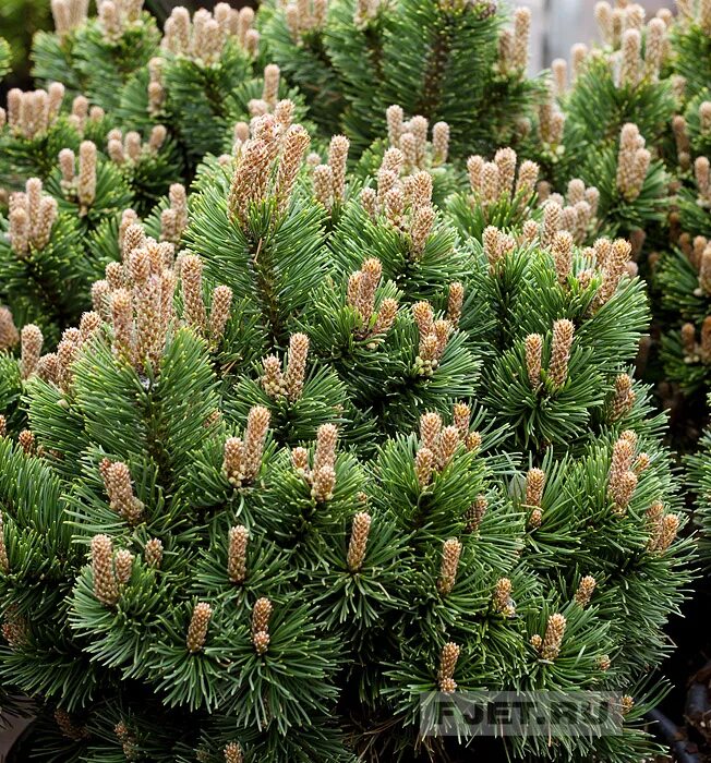 Сосна Горная Шервуд. Сосна Горная Шервуд компакт. Pinus mugo 'Sherwood Compact'. "Pinus mugo 'Sherwood Compact' sosna kosodrzewina".