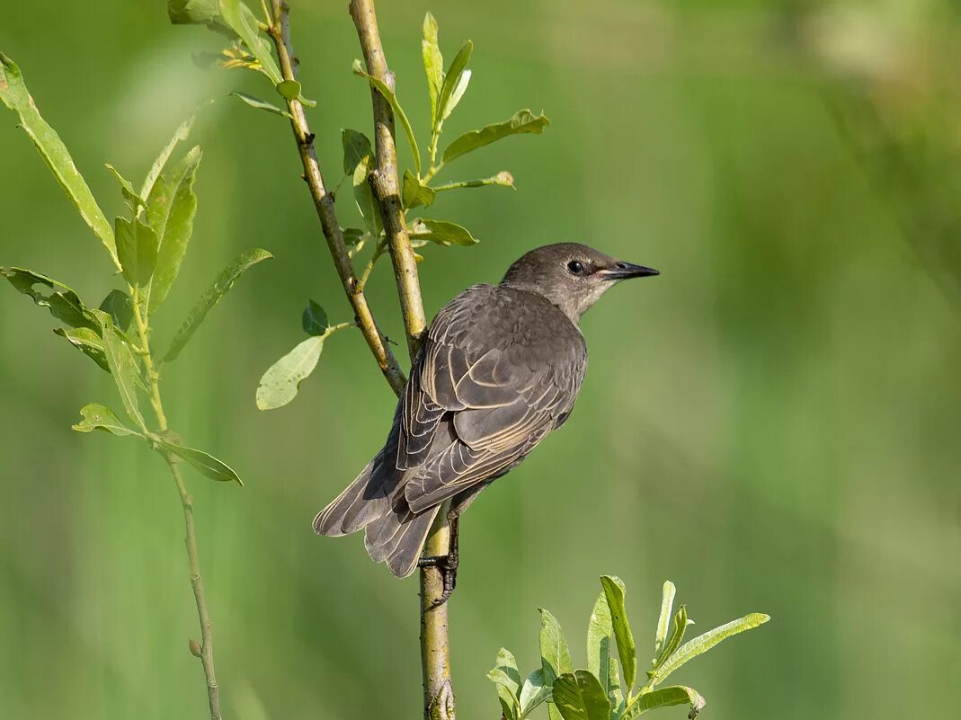 серая птичка скворец.