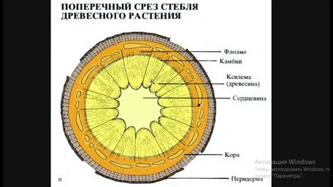 Поперечный разрез липы