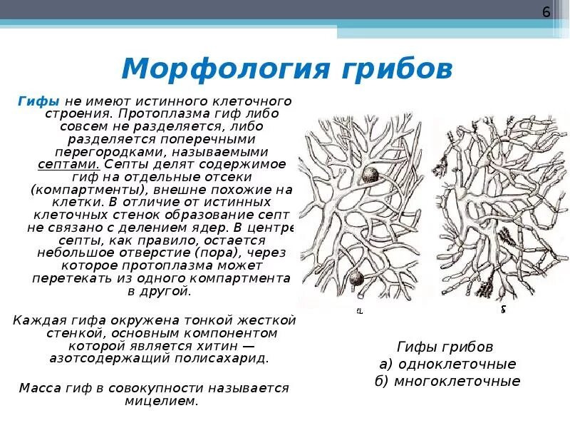 Мицелий грибов представлен одноклеточными. Строение гриба гифы мицелий. Мицелий грибов микробиология. Строение гифов грибов. Строение гифы мицелия.