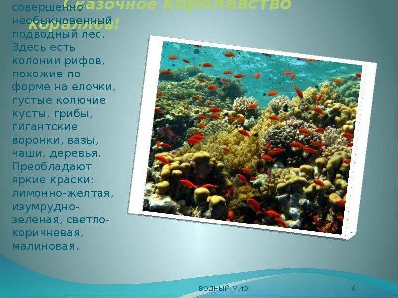 Текст коралловый риф. Текст коралловый риф. Текст коралловый риф. Коралловые рифы презентация. Текст коралловый риф.
